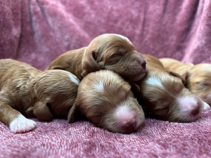 F1b Cockapoo Puppies Born 8-5-2025 For Sale, Ready 10-2-2025